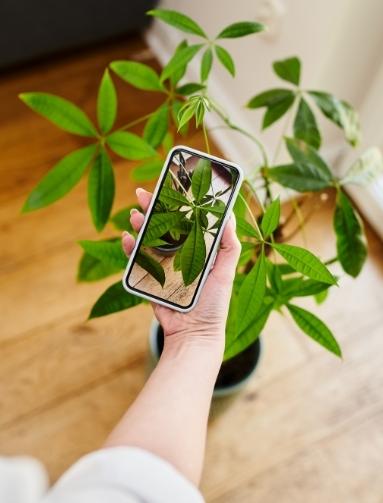 user-based-plant-identification-mobile-app-thumb